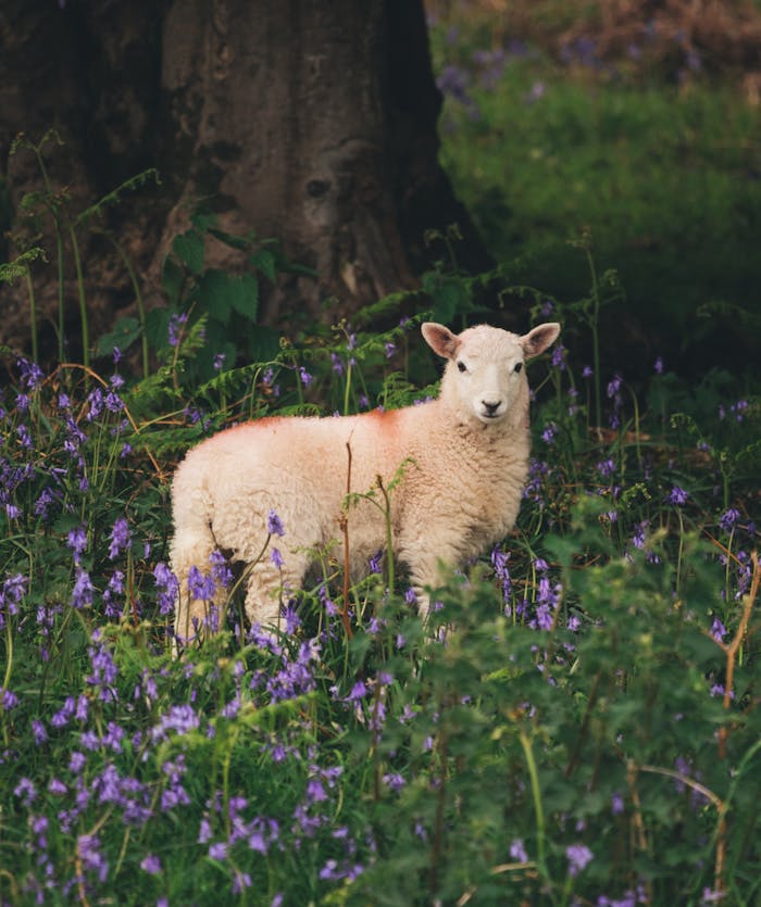 A lamb standing in a verdant meadow surrounded by purple bluebells.